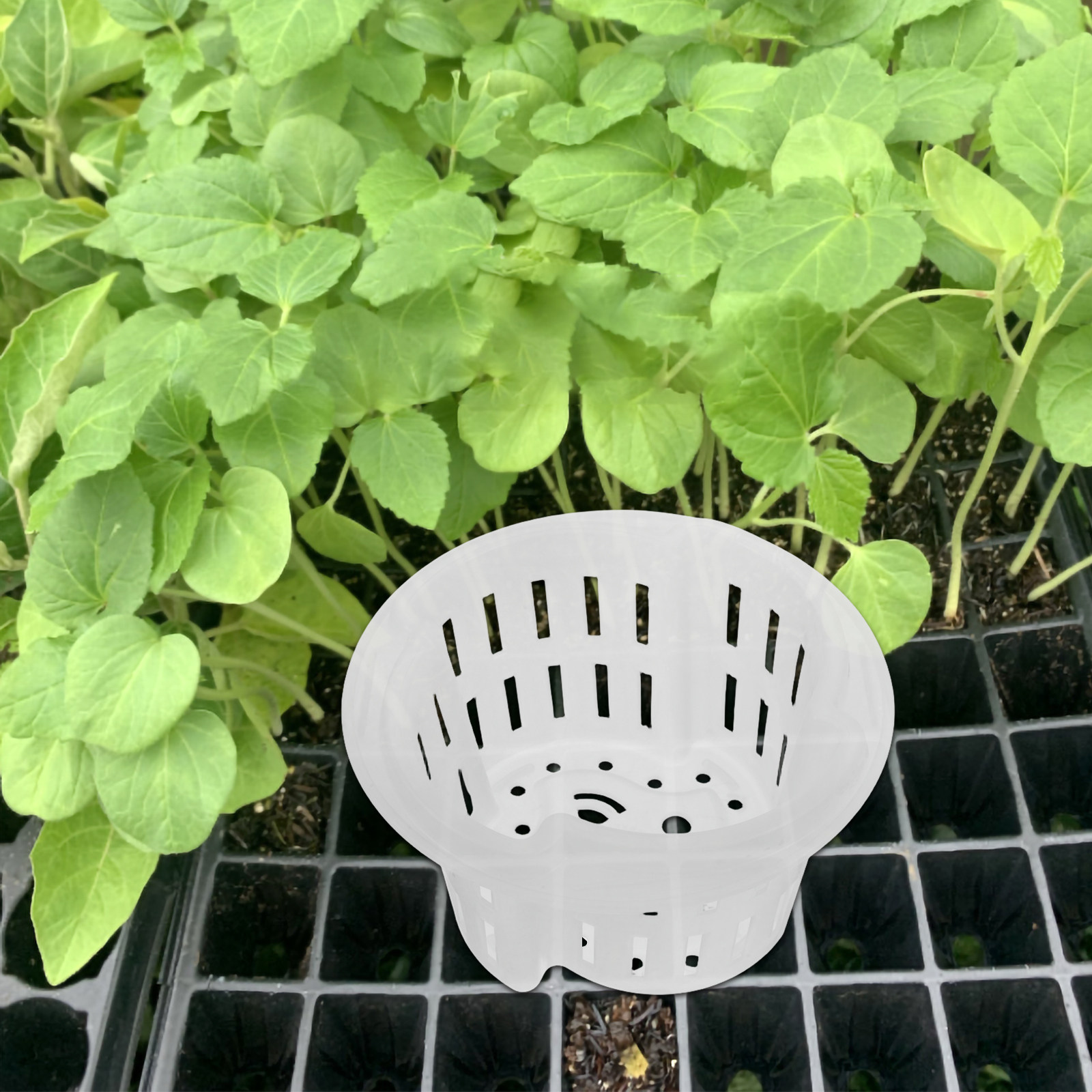 4Pcs Hydroponic Plant Pots Thi - Plant Pot ulasan dan harga
