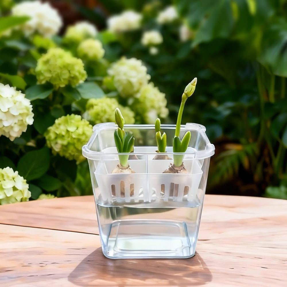 Hydroponic Vase For Tulip Lily - Plant Pot ulasan dan harga