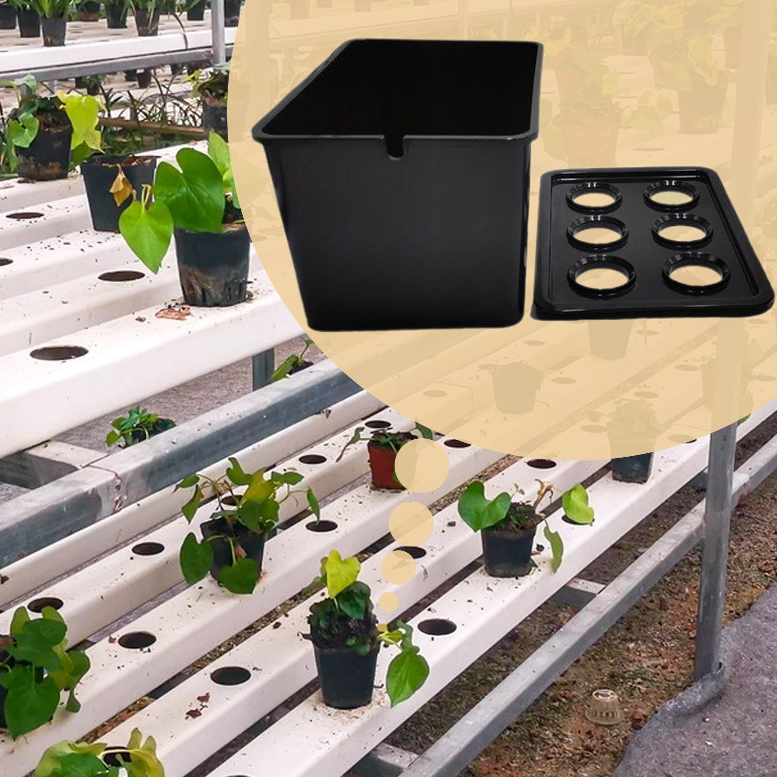 Hydroponic Planting Kit Beginn - Hydroponic Kit ulasan dan harga