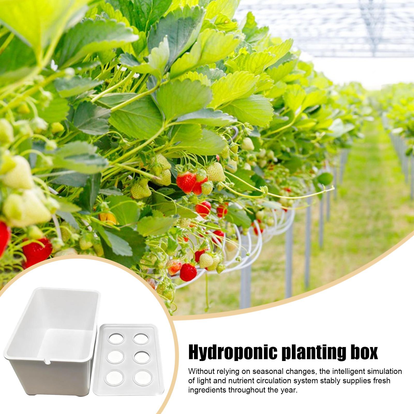 Hydroponic Planting Kit Beginn - Hydroponic Kit ulasan dan harga