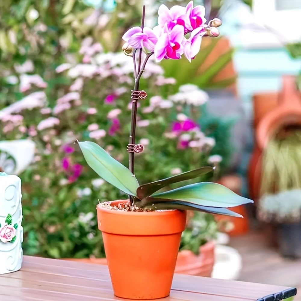 100 Pieces of Orchid and Vine  - Indoor Herb Garden ulasan dan harga