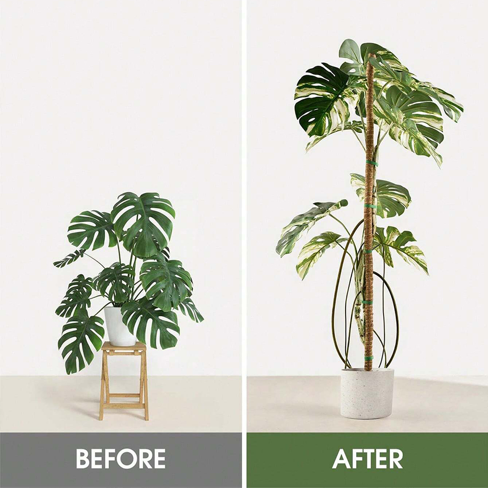 Moss Pole for Plants Monstera  - Indoor Herb Garden ulasan dan harga