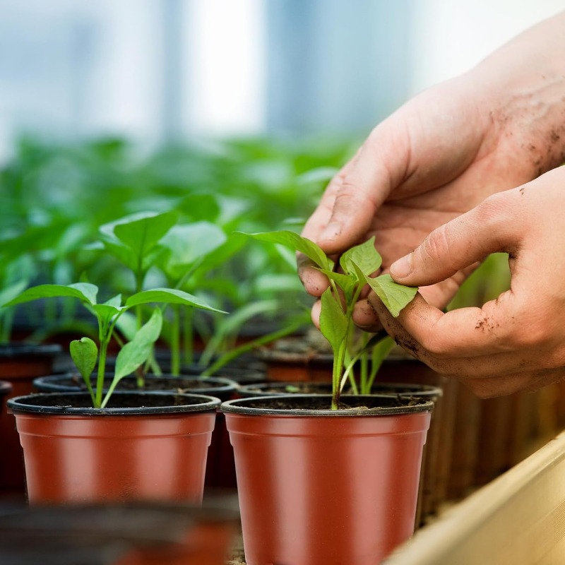 100/20x Seeding Nursery Pot Bl - Seed Starter Tray ulasan dan harga