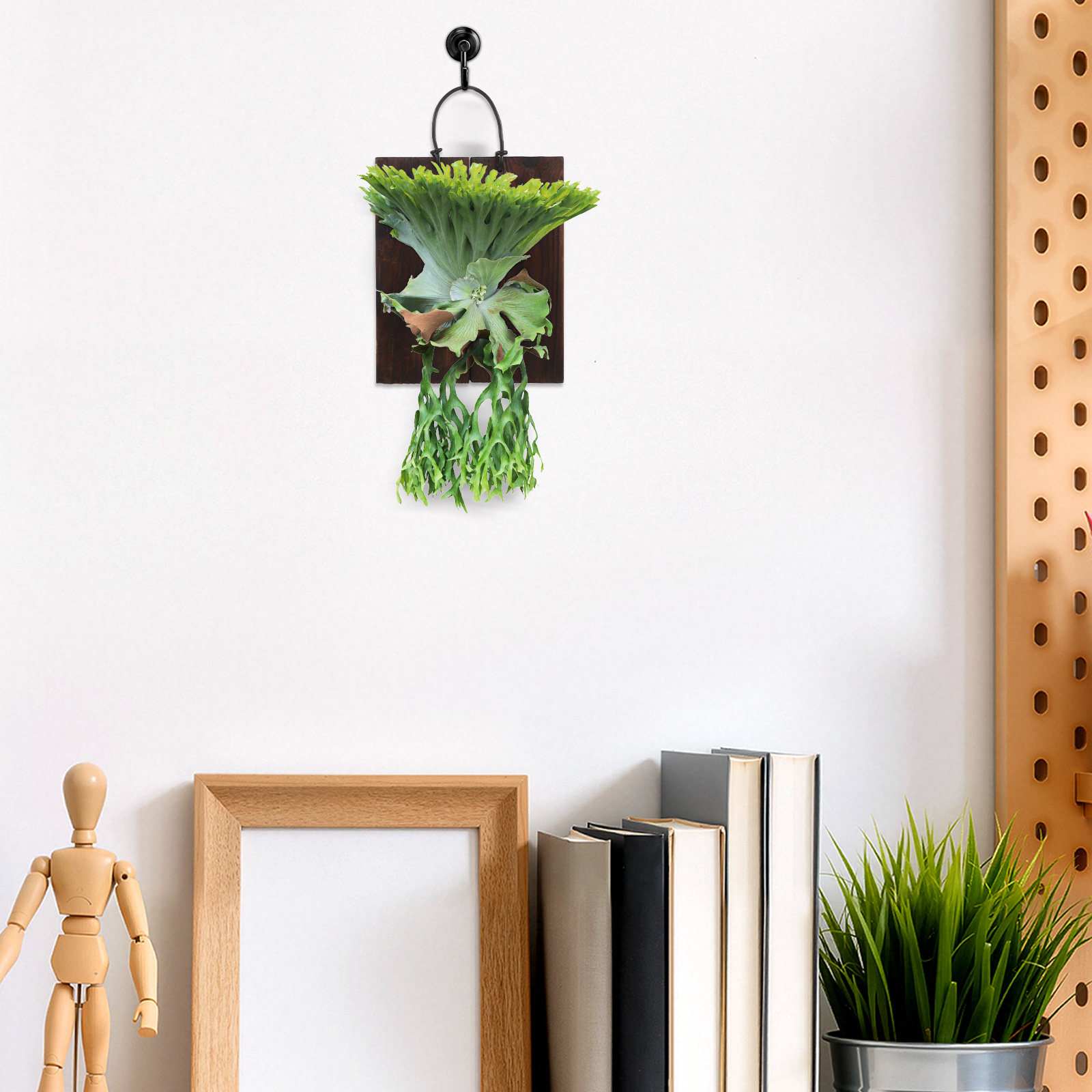 Staghorn Fern Mounting Board C - Vertical Planter ulasan dan harga